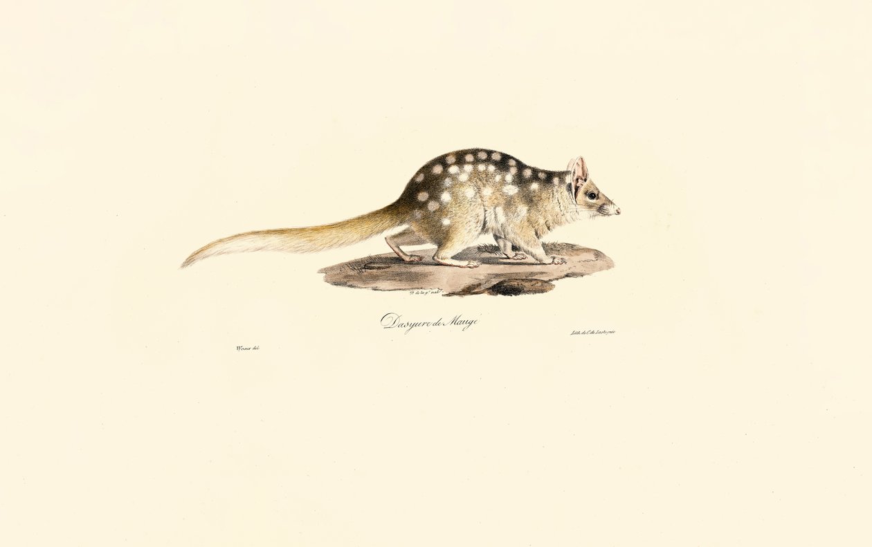 Östlicher Quoll von Jacques Christophe Werner
