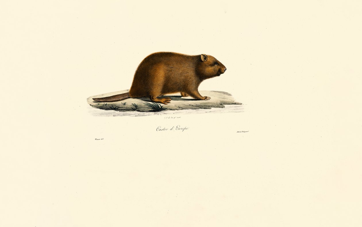 Europäischer Biber von Jacques Christophe Werner