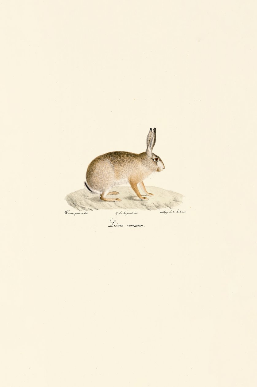 Europäischer Hase von Jacques Christophe Werner