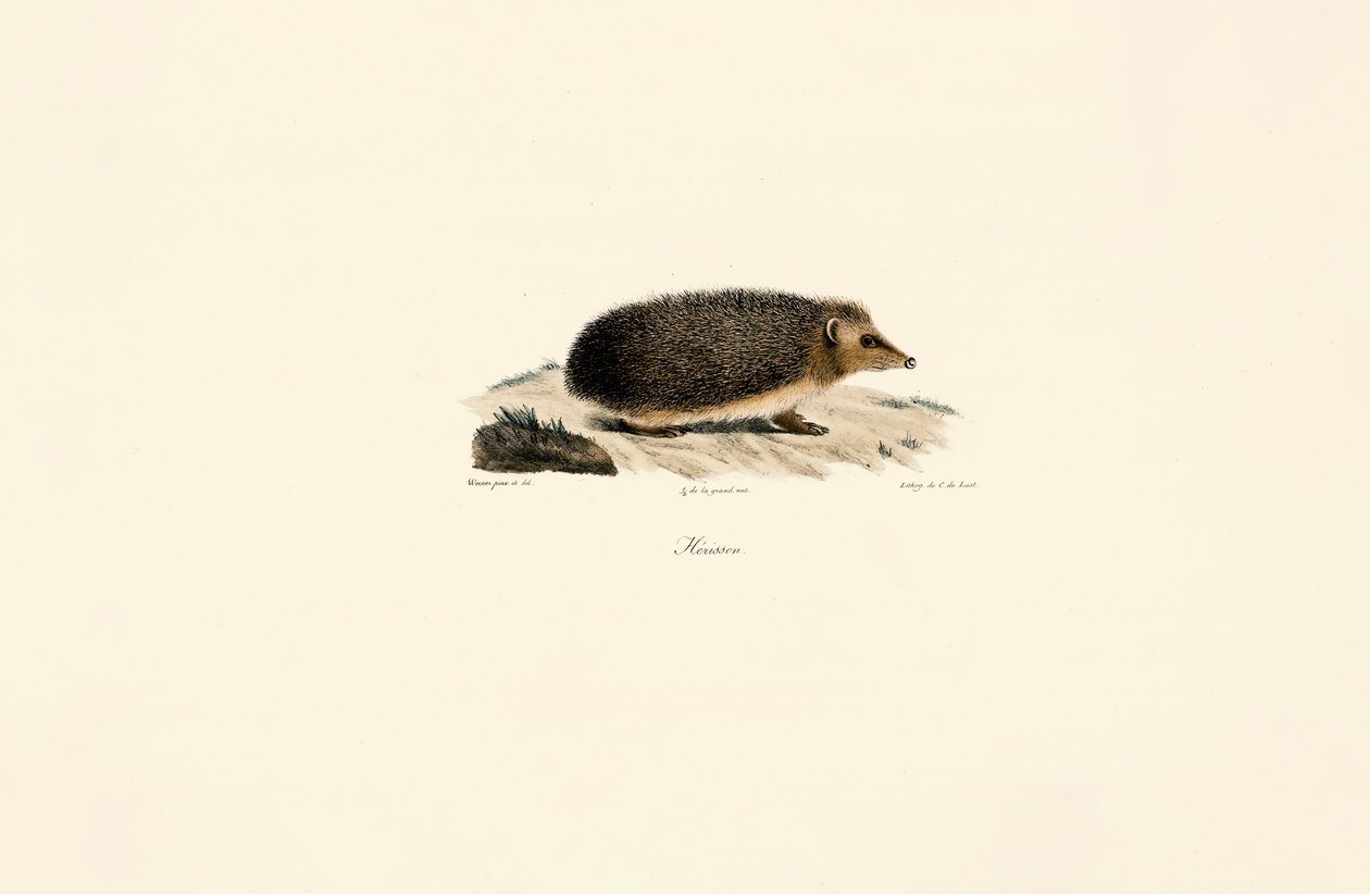 Europäischer Igel von Jacques Christophe Werner