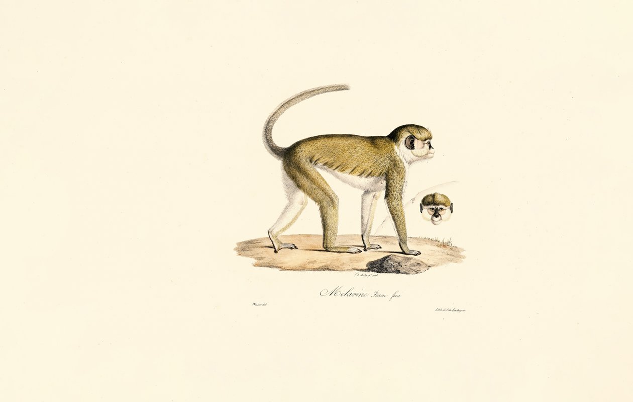 Grüner Meerkatze (Malbrouc Femelle) von Jacques Christophe Werner