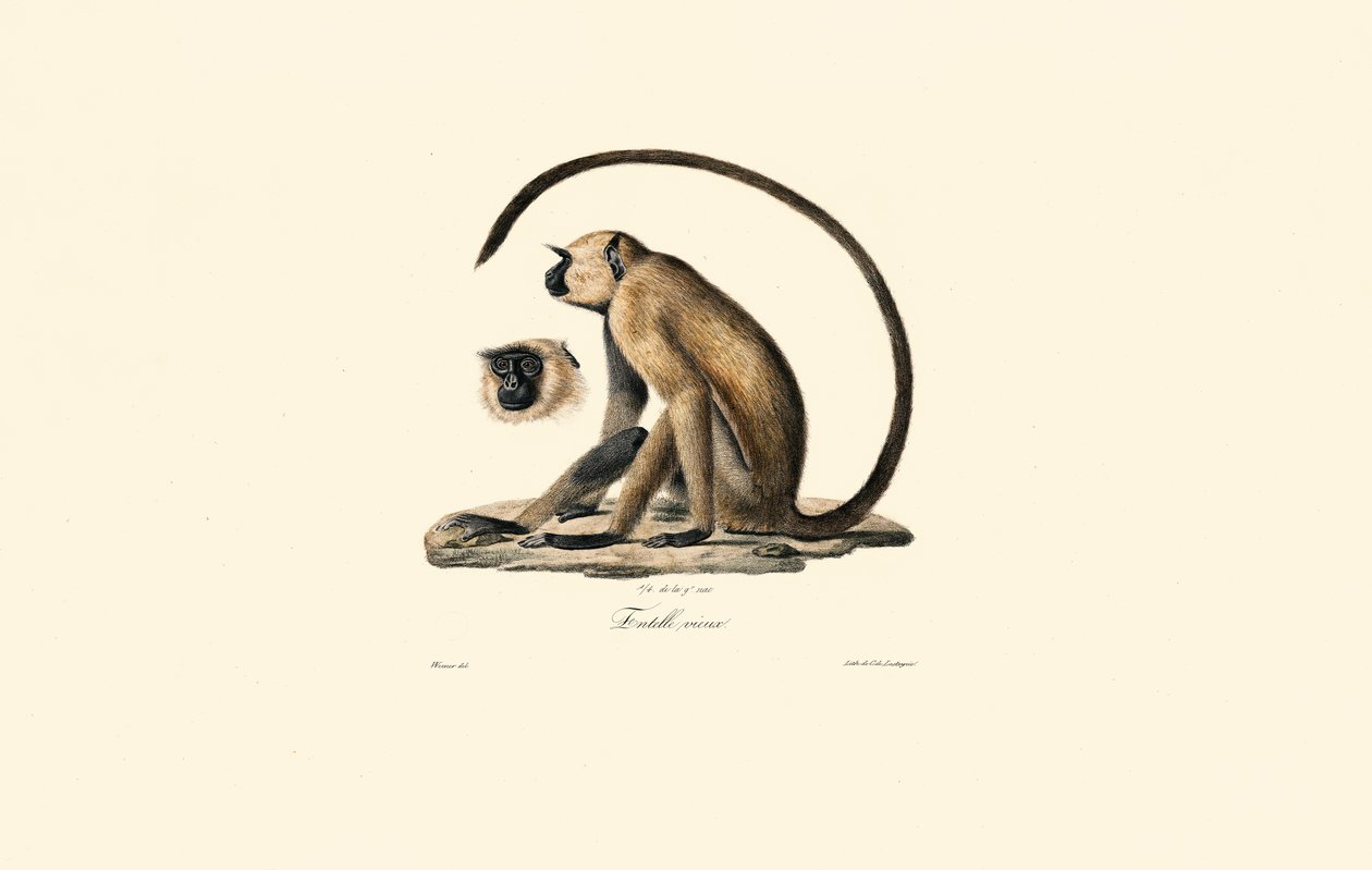 Grauer Langur (Entelle vieux) von Jacques Christophe Werner