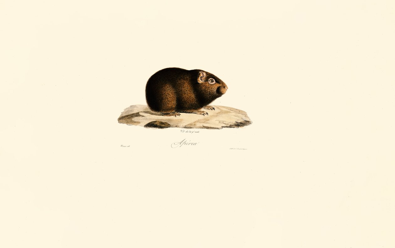 Meerschweinchen von Jacques Christophe Werner