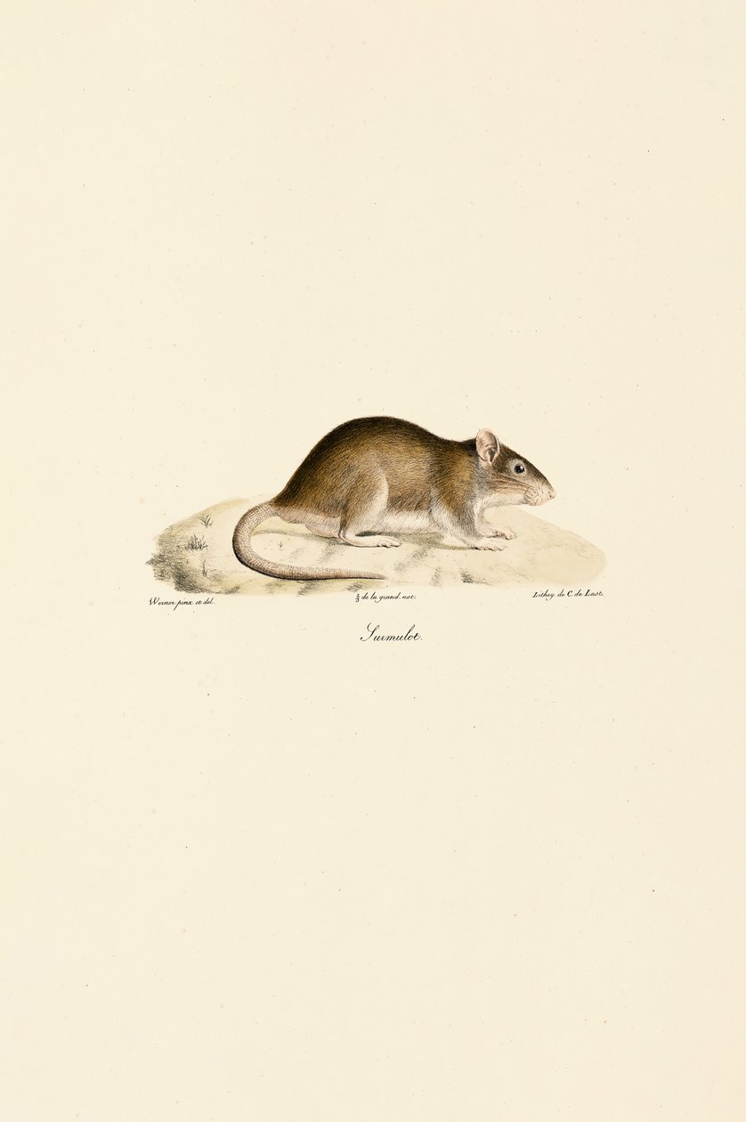 Hausmaus von Jacques Christophe Werner