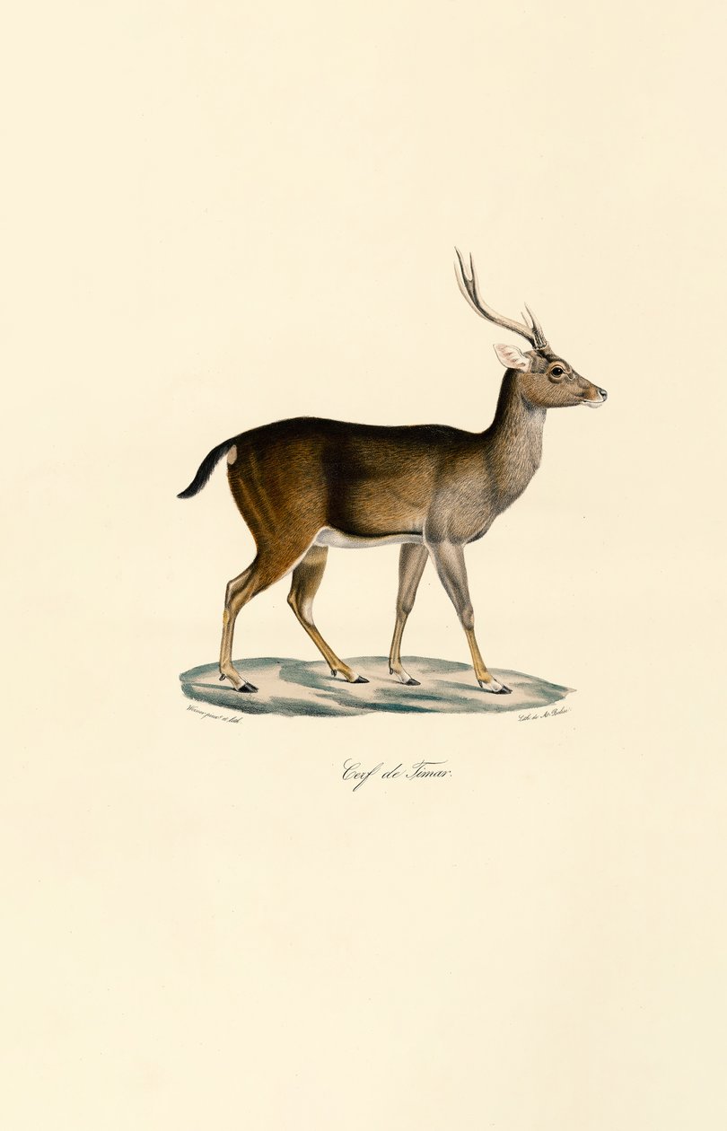 Javanischer Rusa von Jacques Christophe Werner