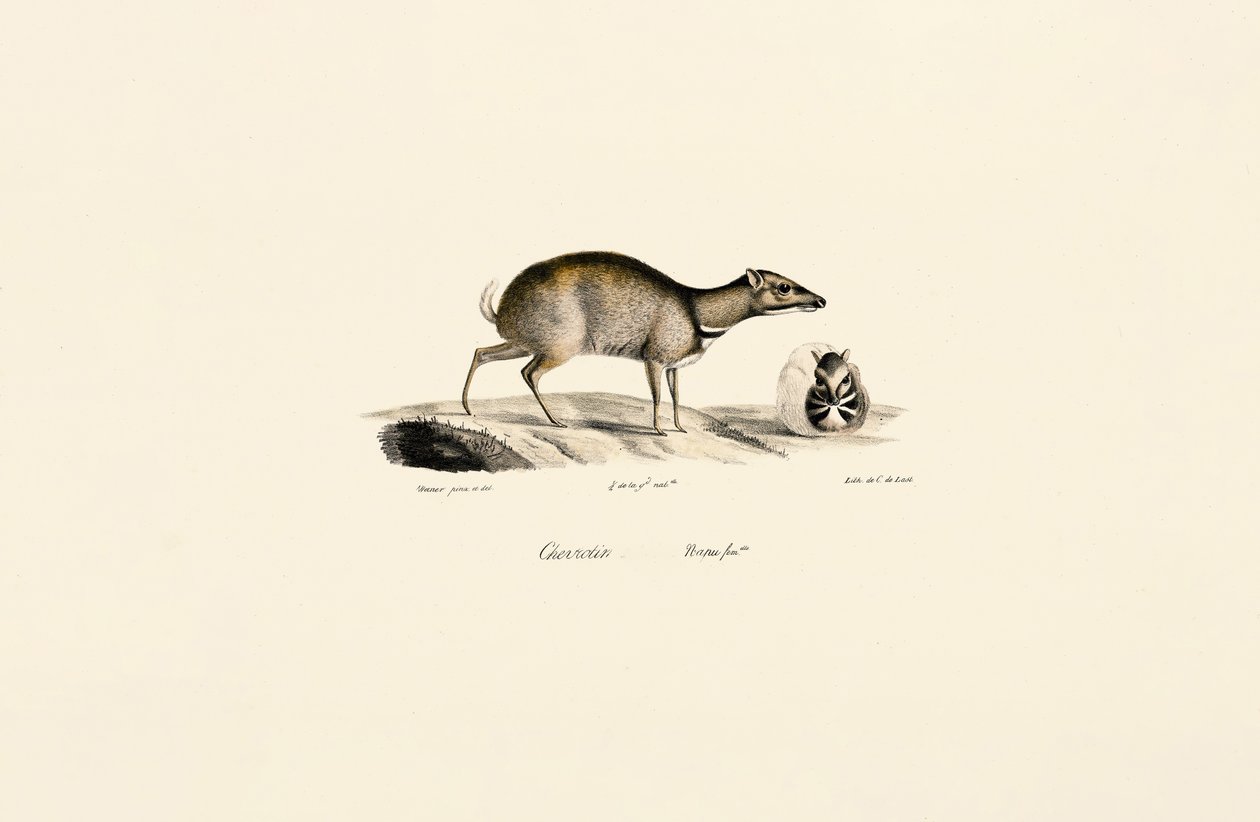 Kleiner Hirschferkel (Tragulus kanchil) von Jacques Christophe Werner