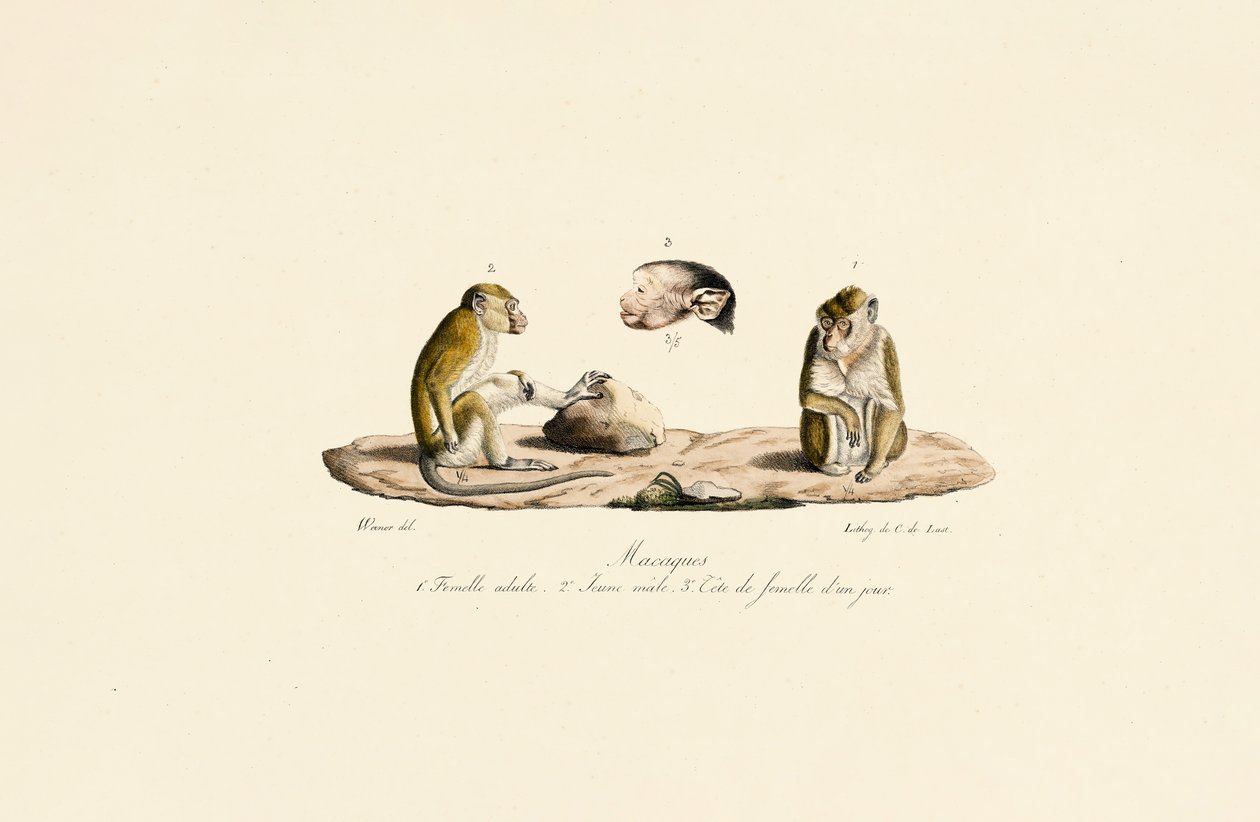 Makaken in verschiedenen Altersstufen von Jacques Christophe Werner