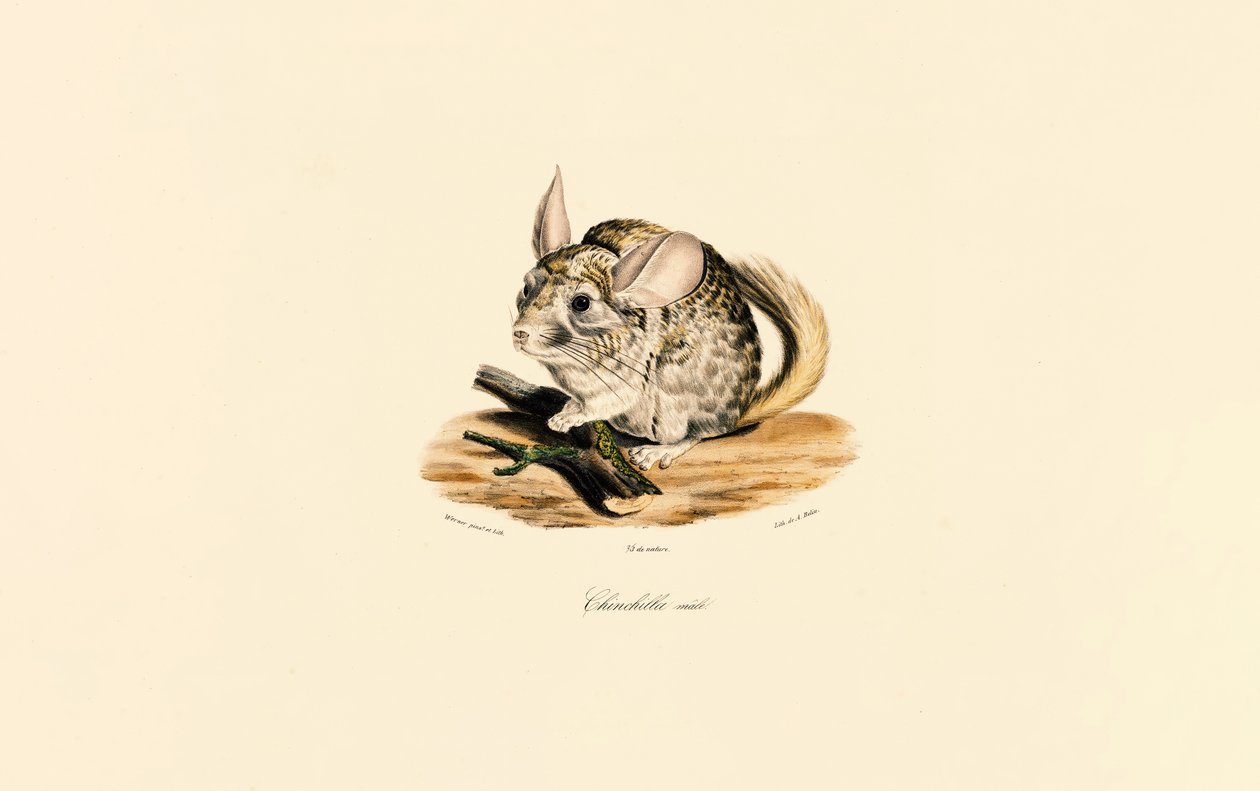 Männliches Chinchilla von Jacques Christophe Werner