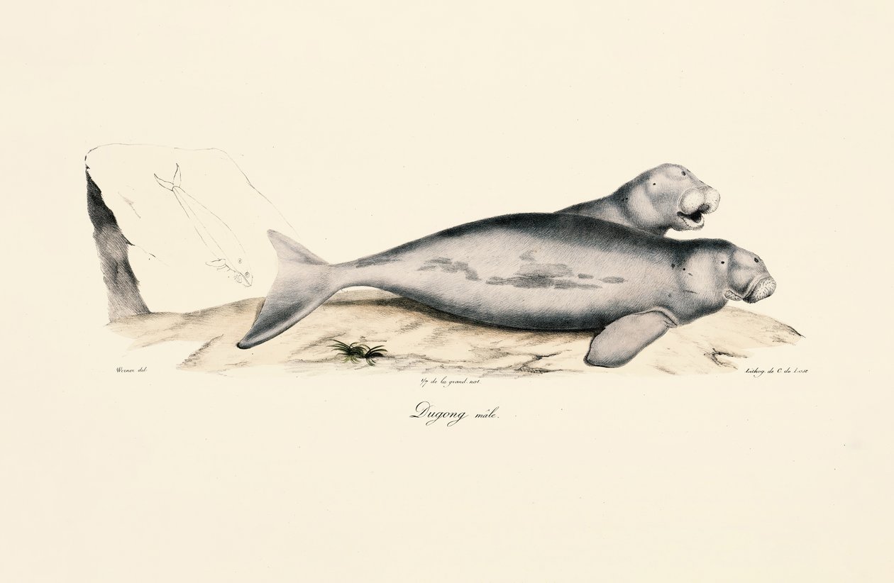 Männlicher Dugong von Jacques Christophe Werner