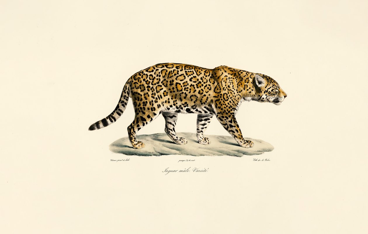 Männlicher Jaguar von Jacques Christophe Werner