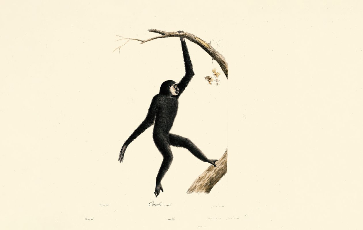 Männlicher Siamang von Jacques Christophe Werner