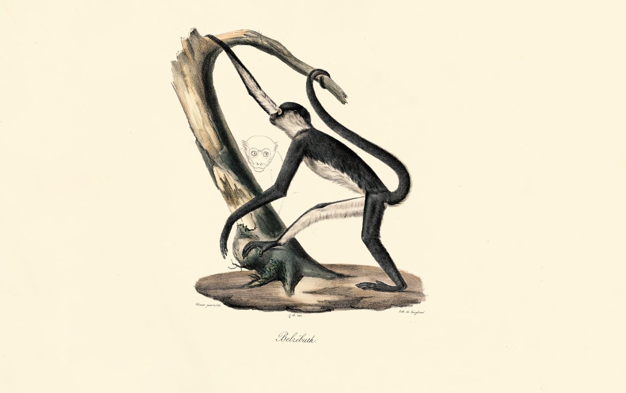 Mantelaffe von Jacques Christophe Werner