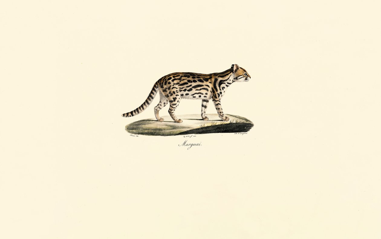 Margay von Jacques Christophe Werner