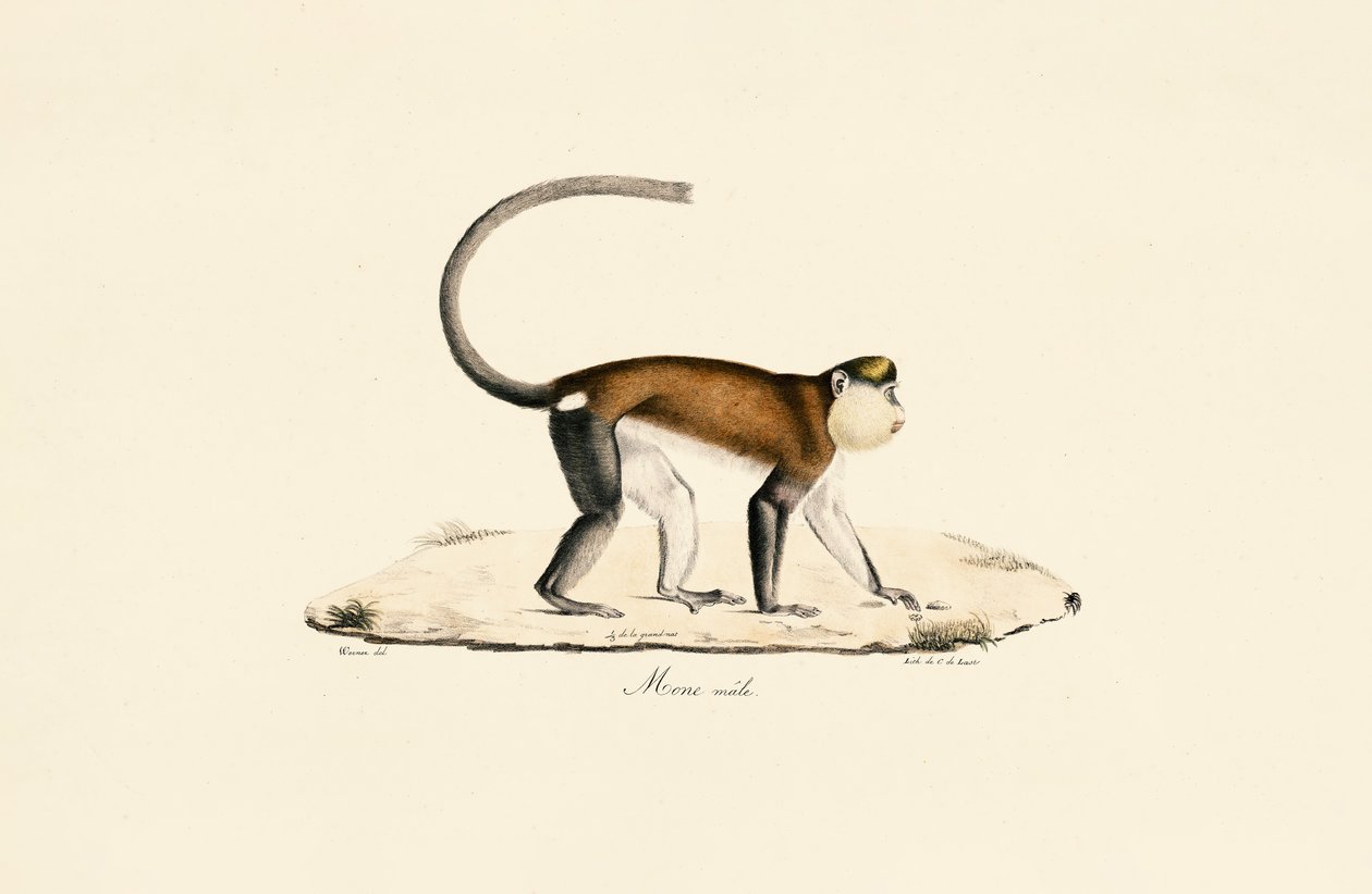 Mona-Affe von Jacques Christophe Werner