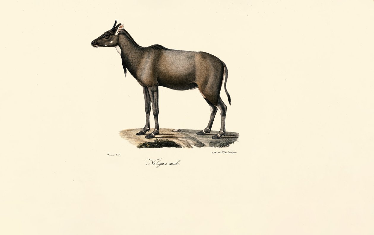 Nilgauantilope (Männlich) von Jacques Christophe Werner