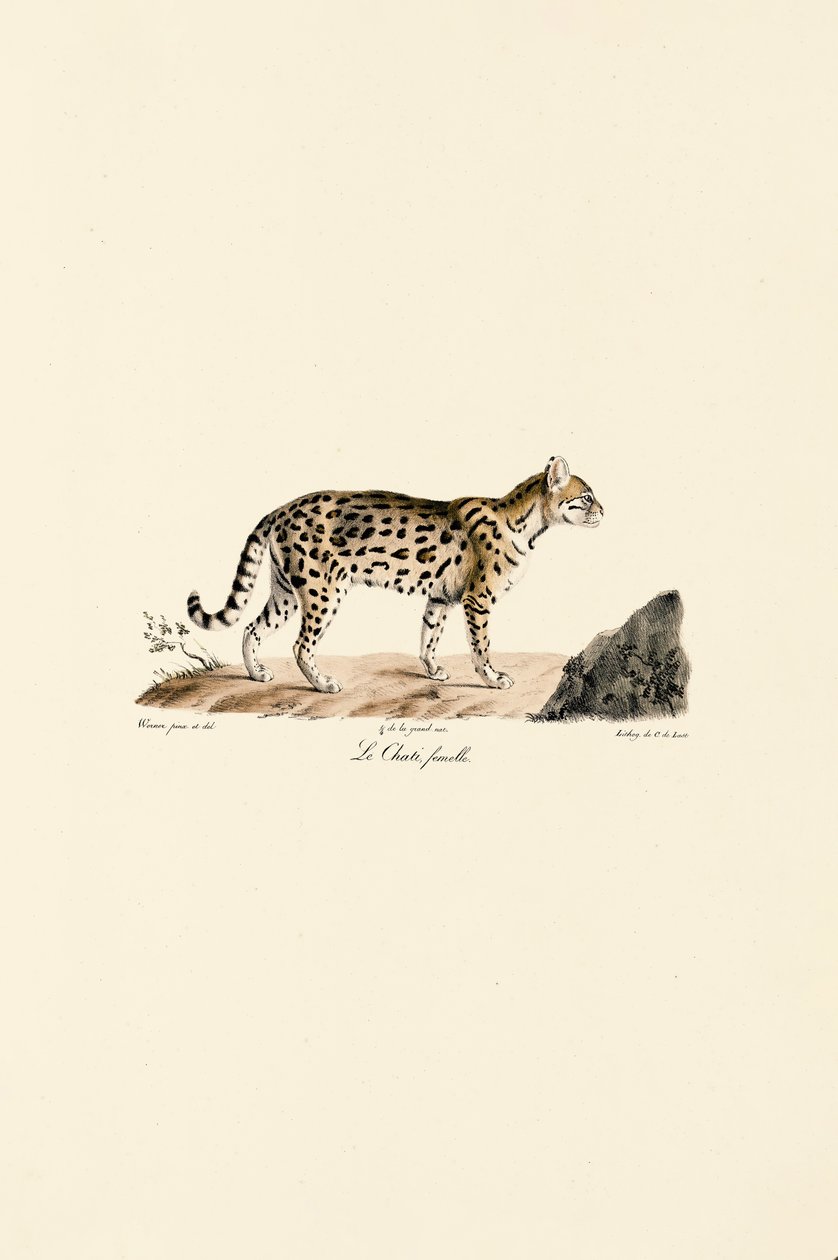 Ozelot, weiblich von Jacques Christophe Werner