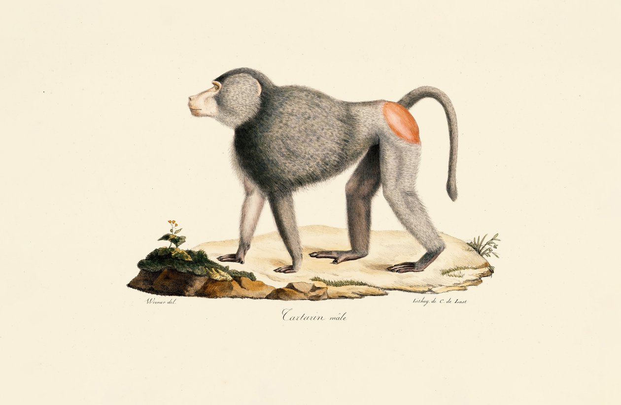 Patasaffe von Jacques Christophe Werner