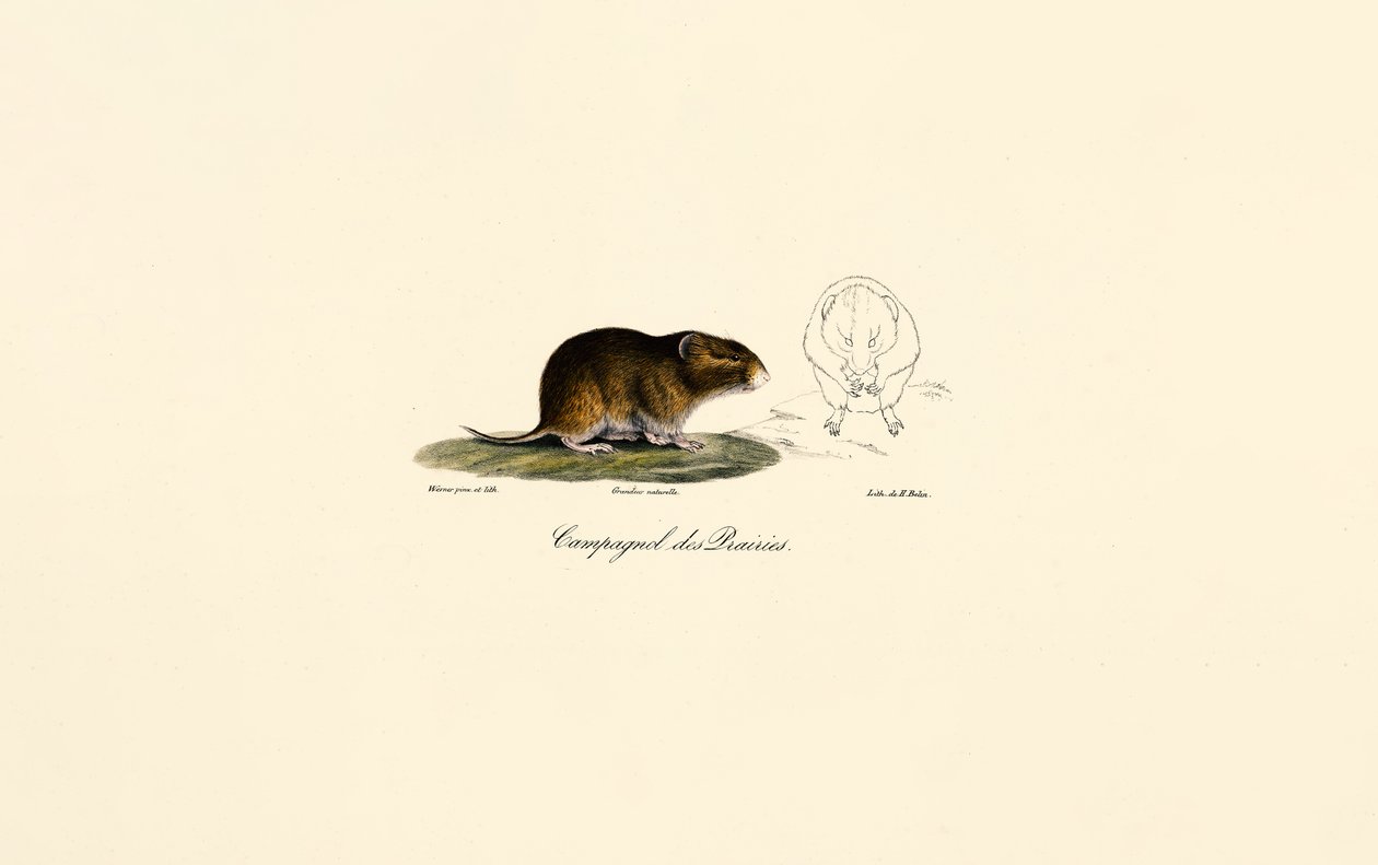 Präriewühlmaus von Jacques Christophe Werner