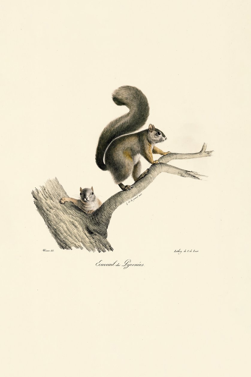 Pyrenäen-Eichhörnchen mit Jungem von Jacques Christophe Werner