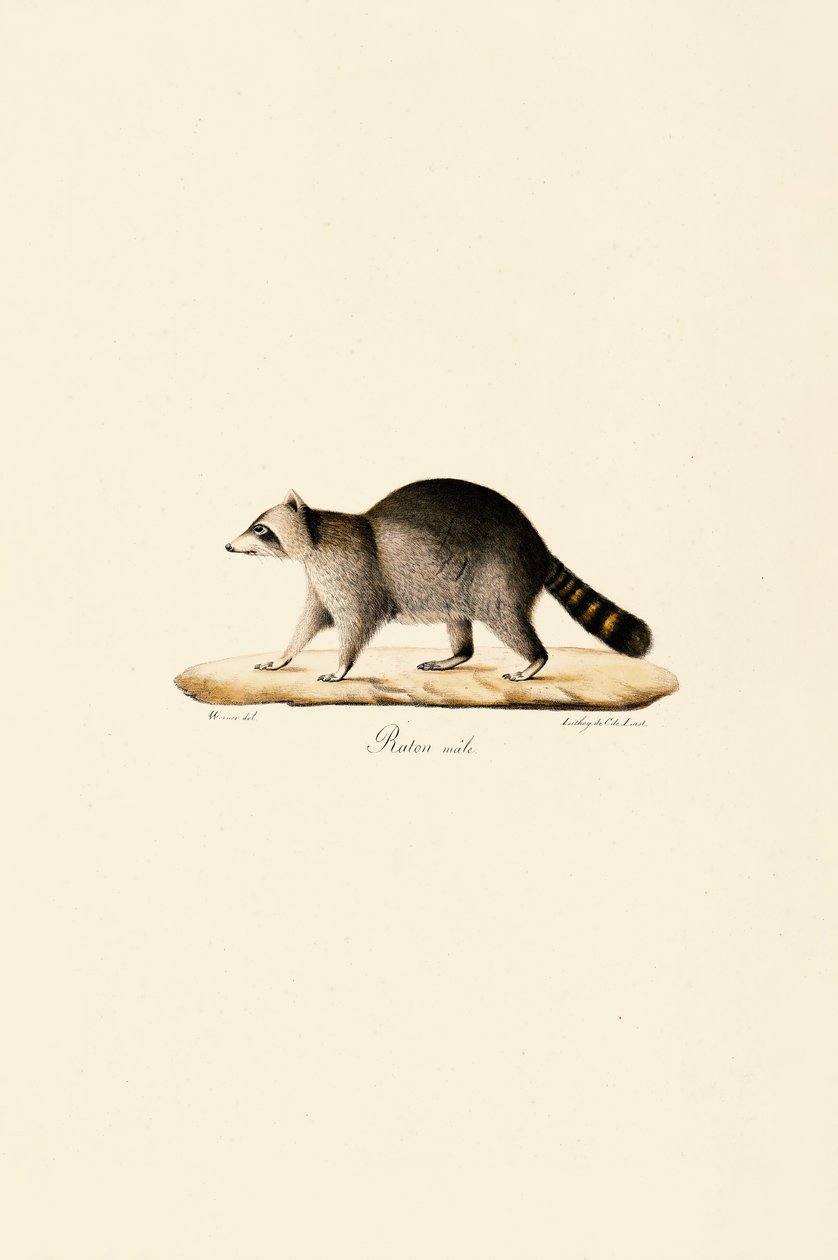 Waschbär (männlich) von Jacques Christophe Werner
