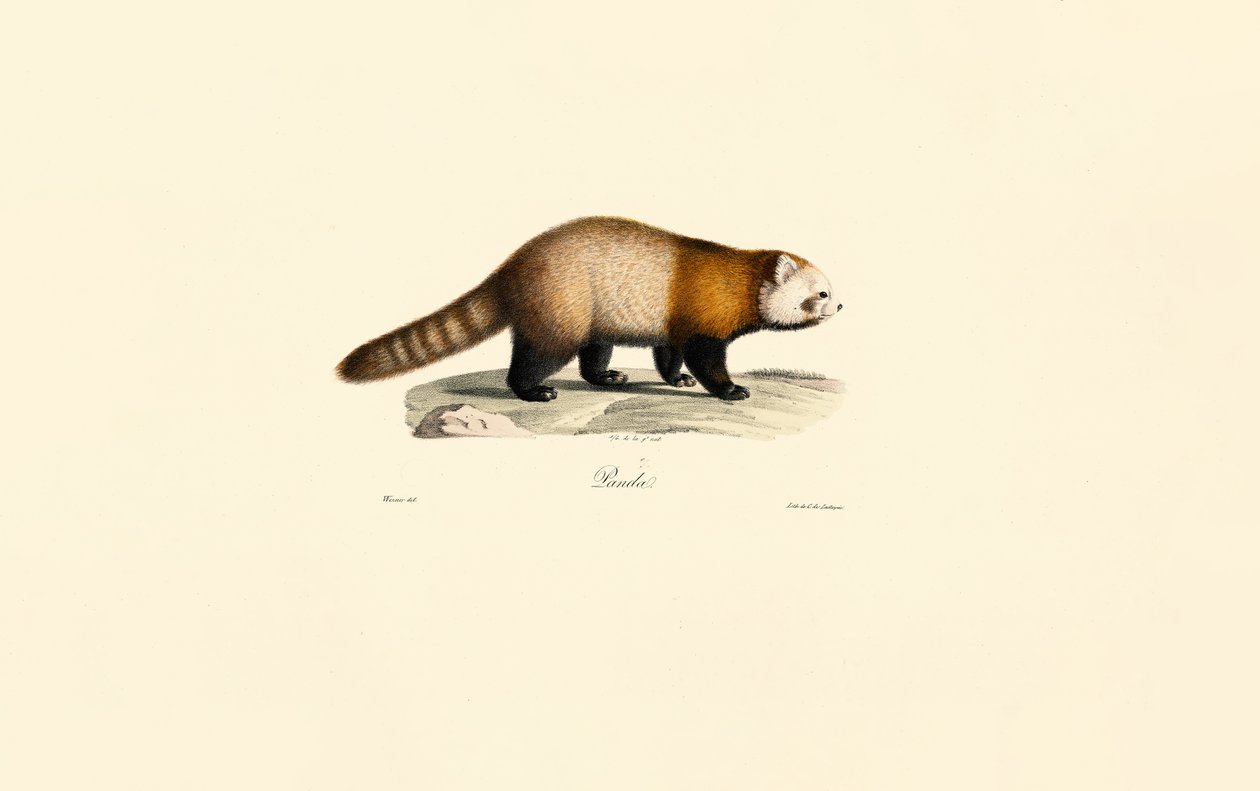 Roter Panda (Ailurus fulgens) von Jacques Christophe Werner