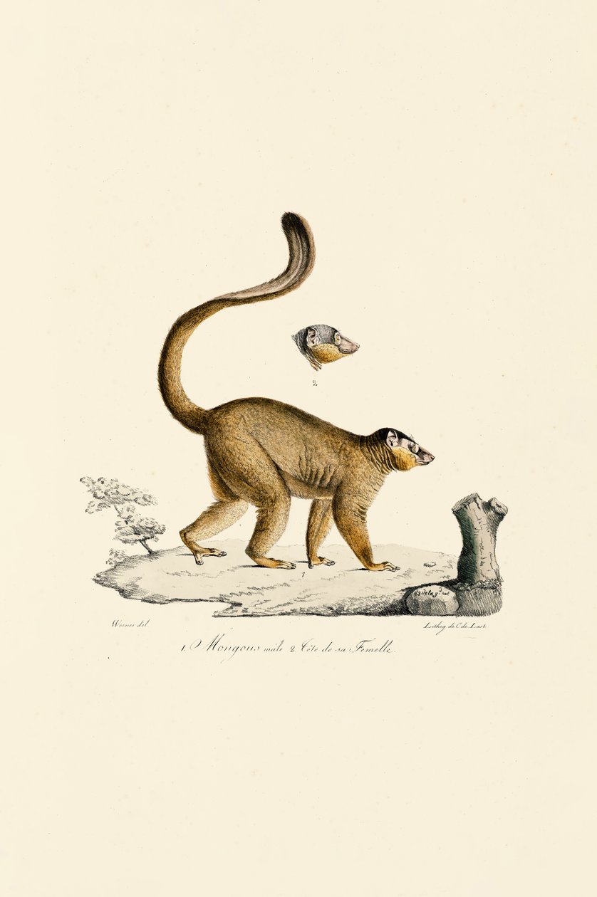 Roter Vari Männlich und Weiblich Kopf von Jacques Christophe Werner