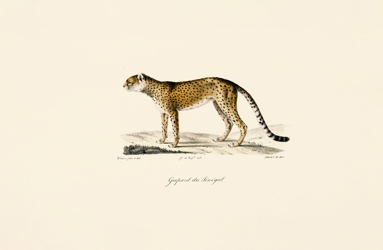 Senegal-Gepard von Jacques Christophe Werner