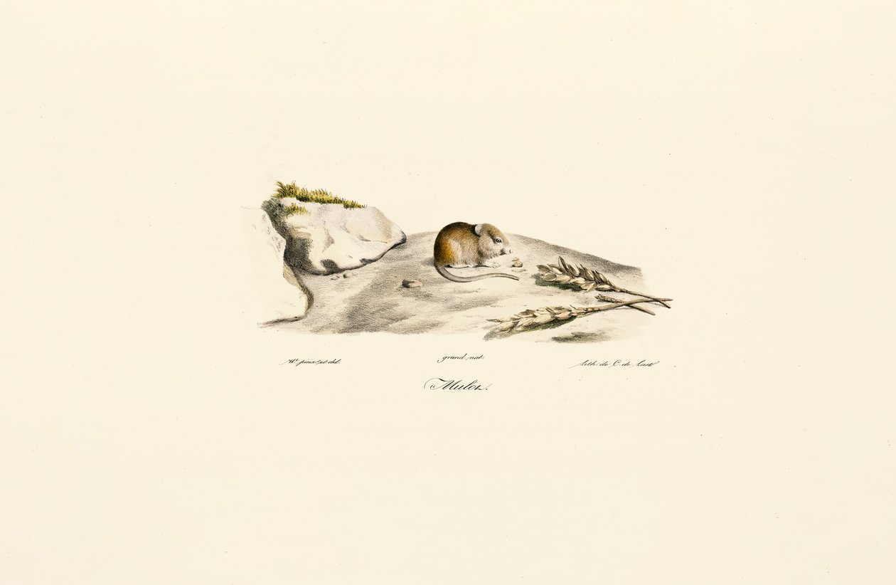 Shaws Rennmaus (Mérion) von Jacques Christophe Werner