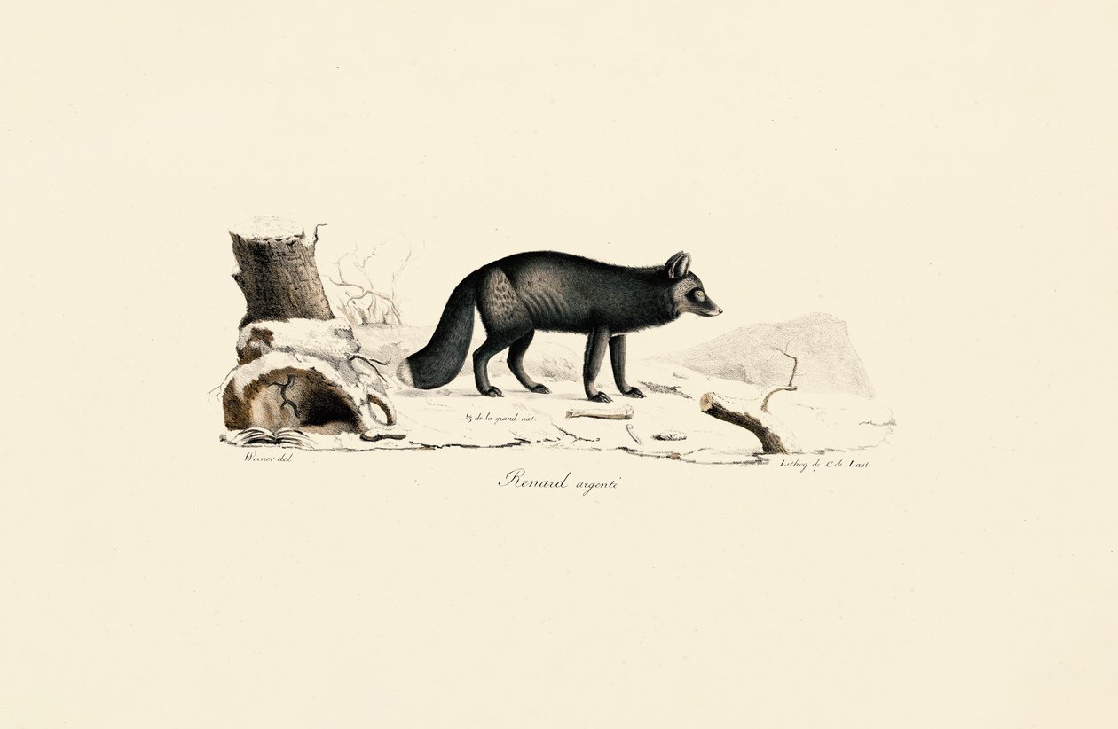 Silberfuchs von Jacques Christophe Werner