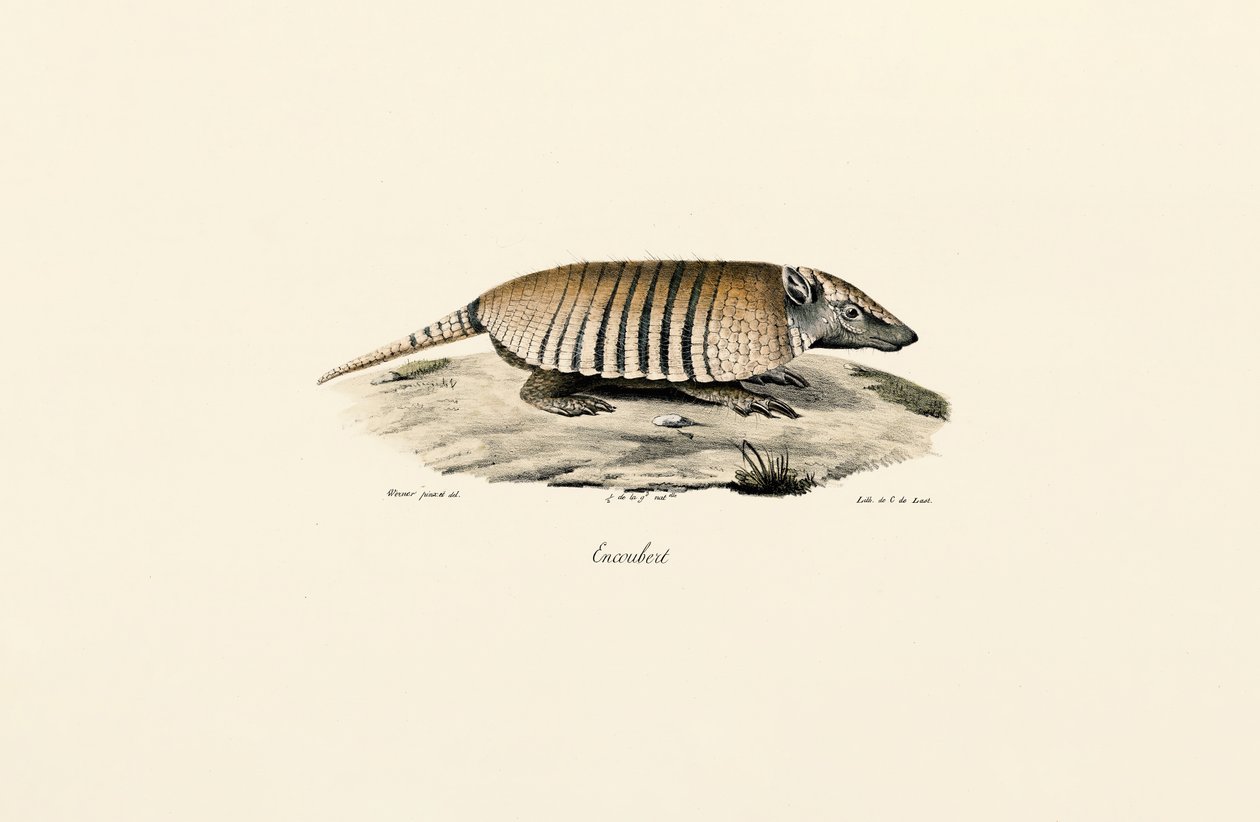 Südliches Dreibinden-Gürteltier von Jacques Christophe Werner