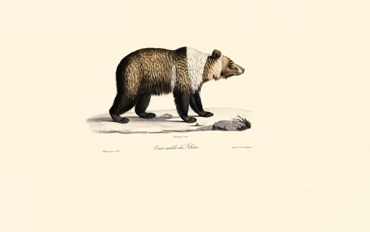 Syrischer Braunbär (Ursus arctos syriacus) von Jacques Christophe Werner
