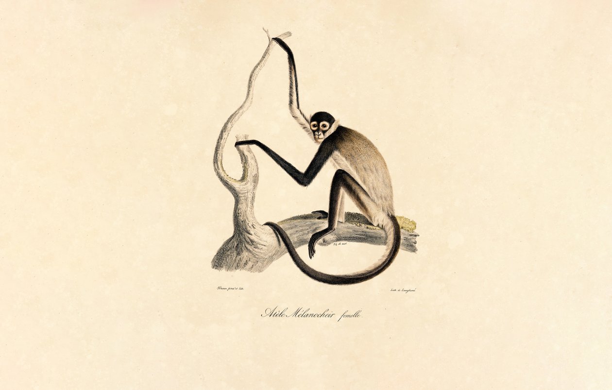 Weißbauch-Spinnenaffe (Weibchen) von Jacques Christophe Werner