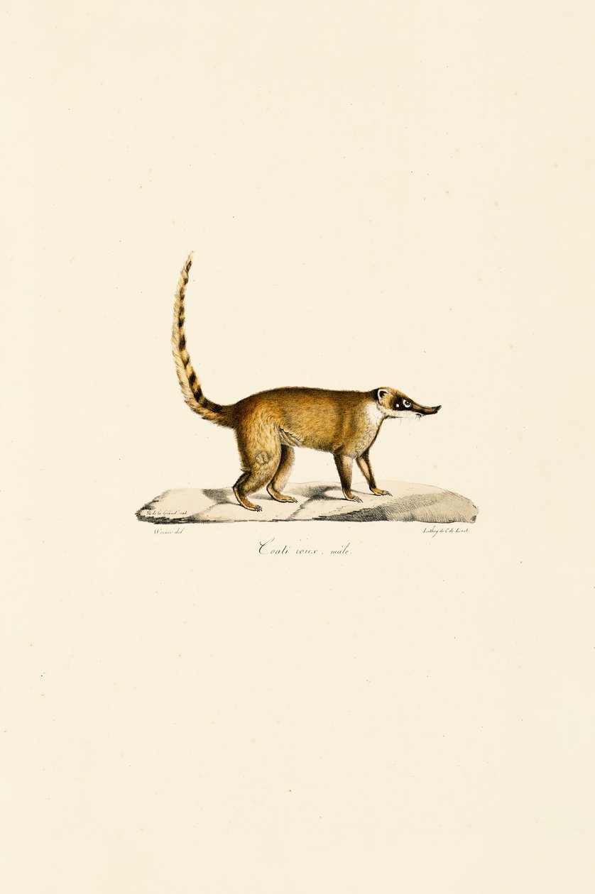 Weißnasen-Nasenbär (männlich) von Jacques Christophe Werner