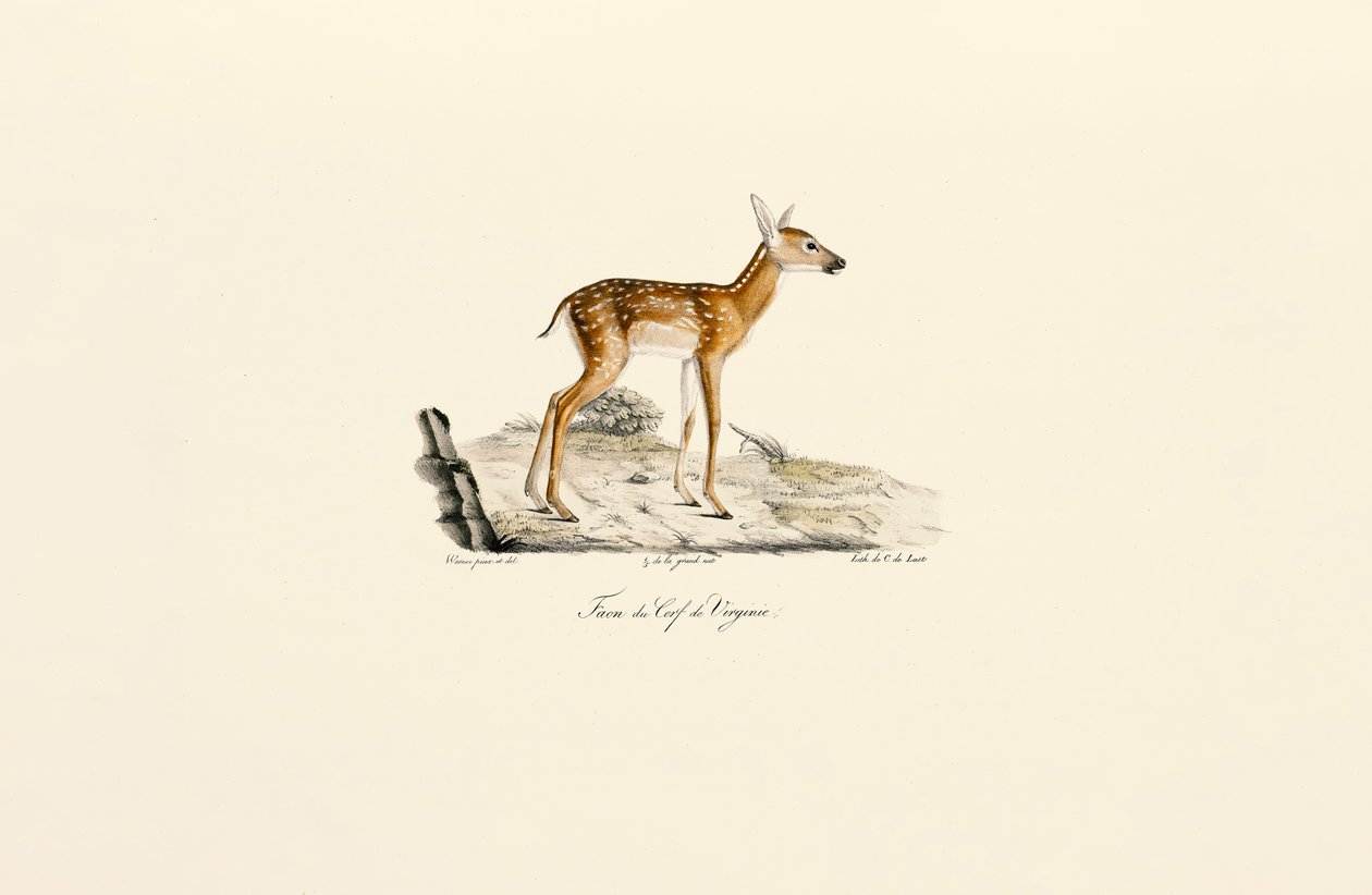 Weißwedelhirsch - Kitz von Jacques Christophe Werner