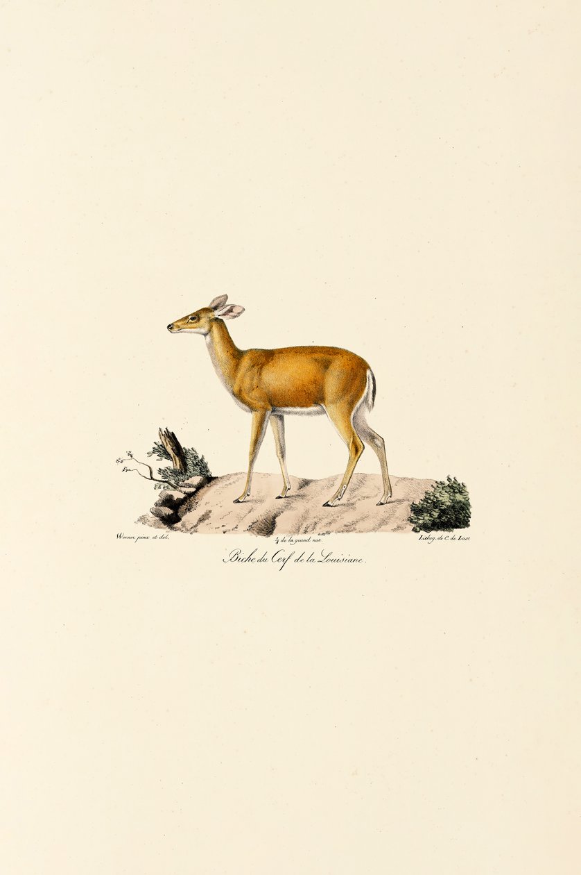 Weißwedelhirschkuh von Jacques Christophe Werner