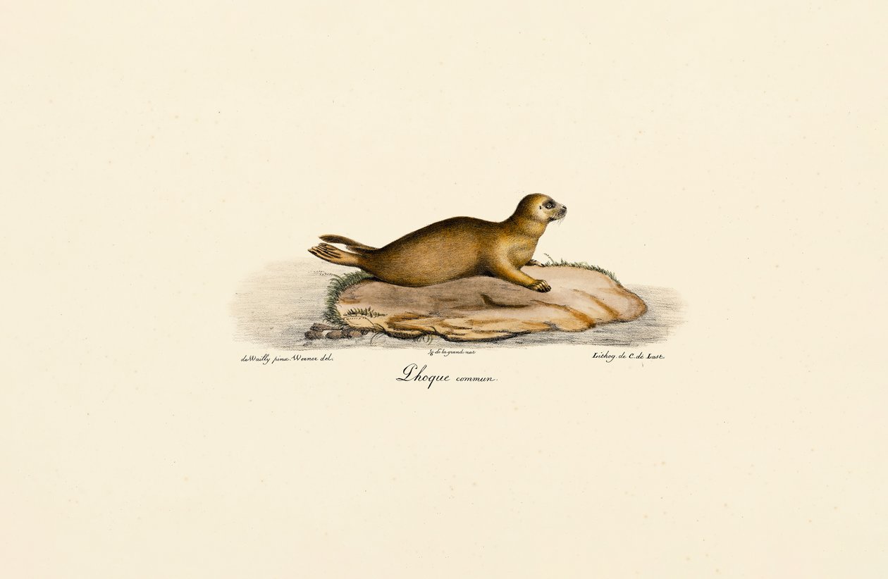 Junger Seehund von Jacques Christophe Werner