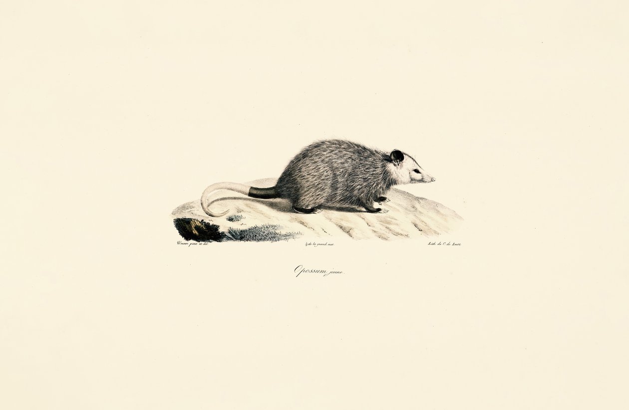 Junger Opossum von Jacques Christophe Werner