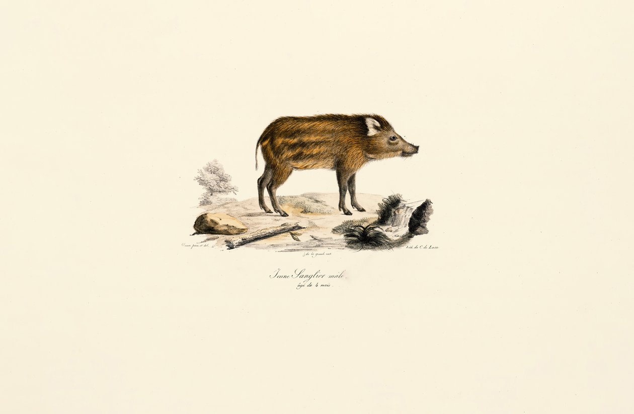 Junges Wildschwein von Jacques Christophe Werner