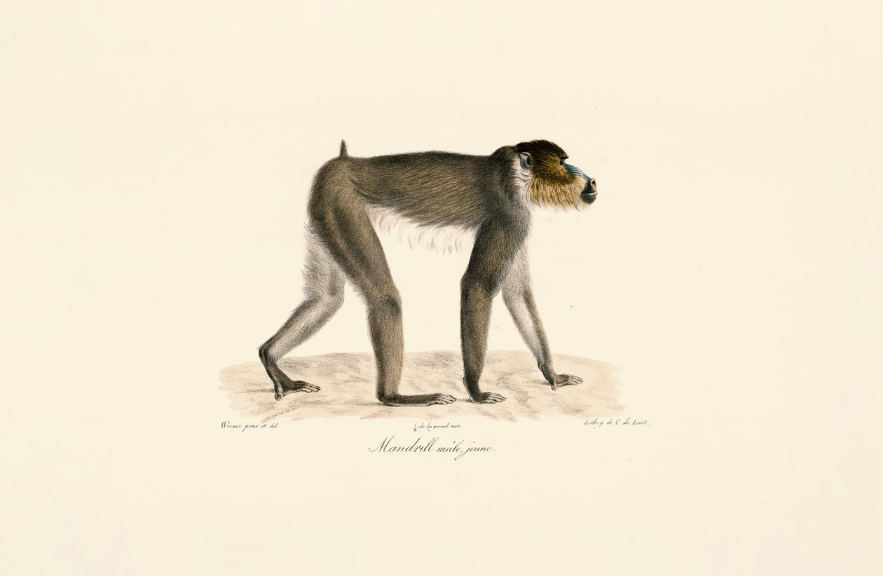 Junger männlicher Mandrill von Jacques Christophe Werner