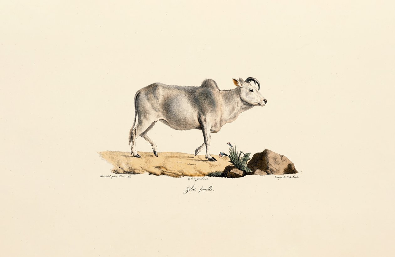 Zebu Weiblich von Jacques Christophe Werner