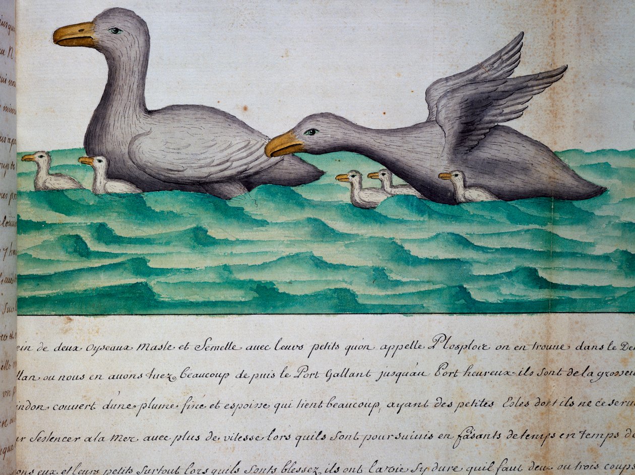Enten namens Ploplos, Magellanstraße, Aquarell aus dem Logbuch von Jacques Gouin de Beauchesne, Kapitän der Compagnie royale de la Mer du Sud, von 1698 bis 1701, Frankreich von Jacques Gouin de Beauchesne