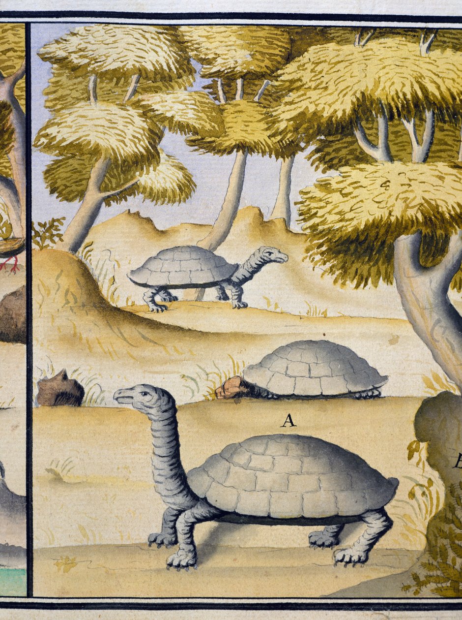 Schildkröten, Aquarell aus dem Logbuch von Jacques Gouin de Beauchesne, Kapitän der Compagnie royale de la Mer du Sud, von 1698 bis 1701, Frankreich von Jacques Gouin de Beauchesne