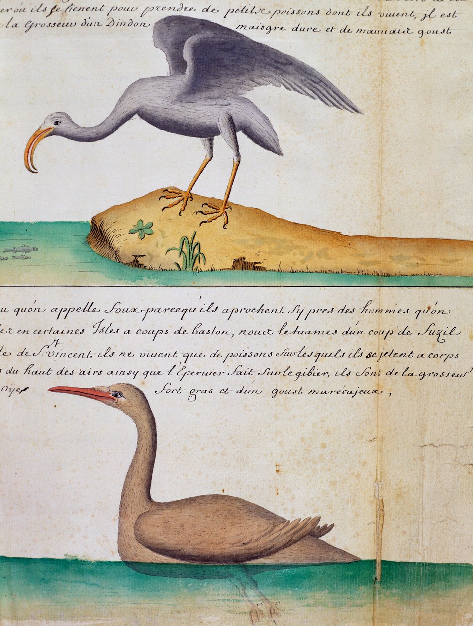 Unbekannter Vogel und Vogel namens Foux, Insel Sao Vicente, Kap Verde, Aquarell aus dem Logbuch von Jacques Gouin de Beauchesne, Kapitän der Compagnie royale de la Mer du Sud, von 1698 bis 1701, Frankreich von Jacques Gouin de Beauchesne