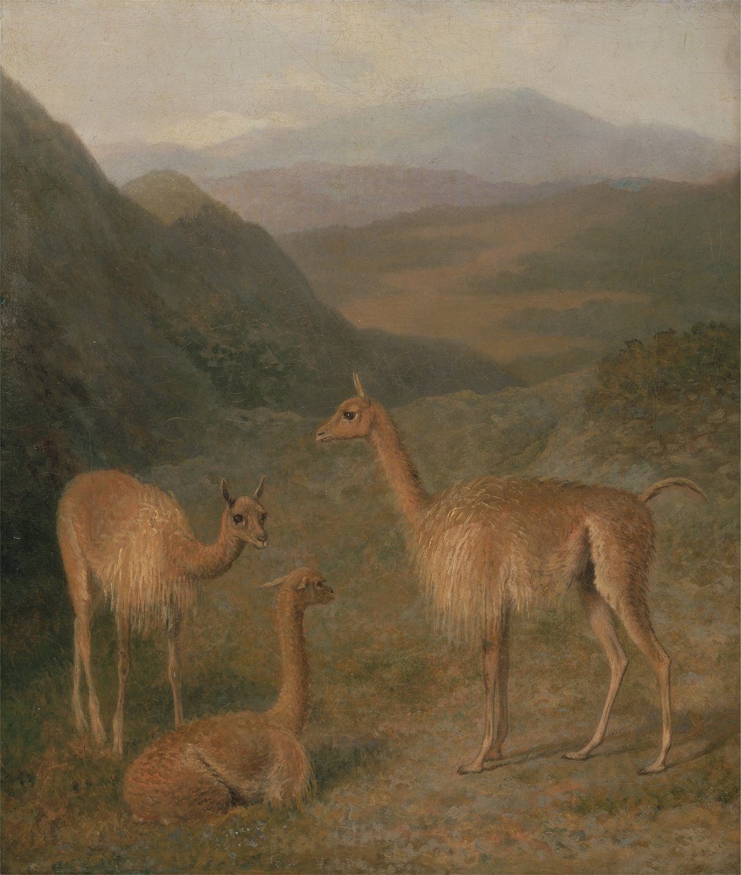Vikunjas von Jacques Laurent Agasse