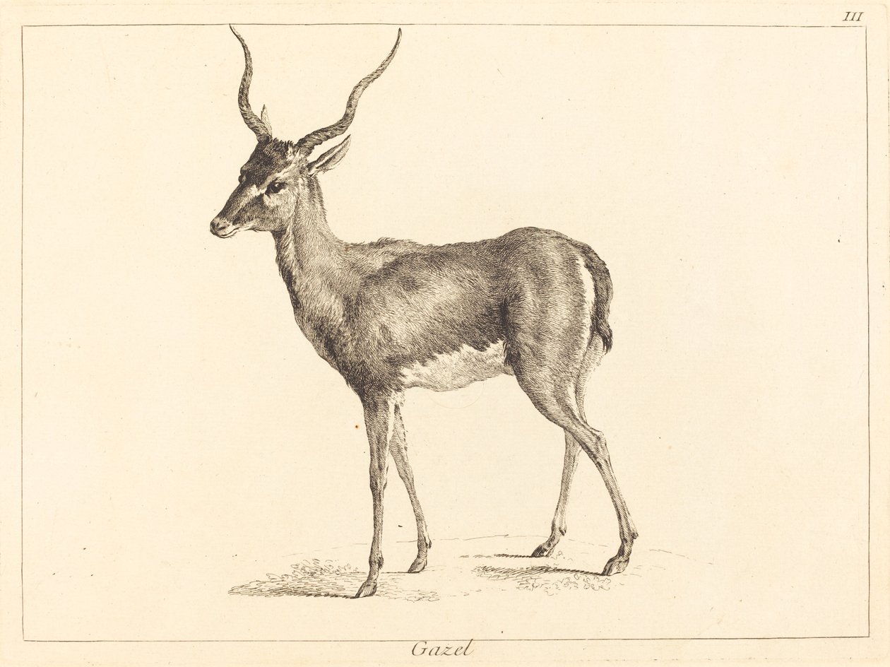 Gazelle von Jacques Philippe Le Bas and Jean Eric Rehn after Jean Baptiste Oudry