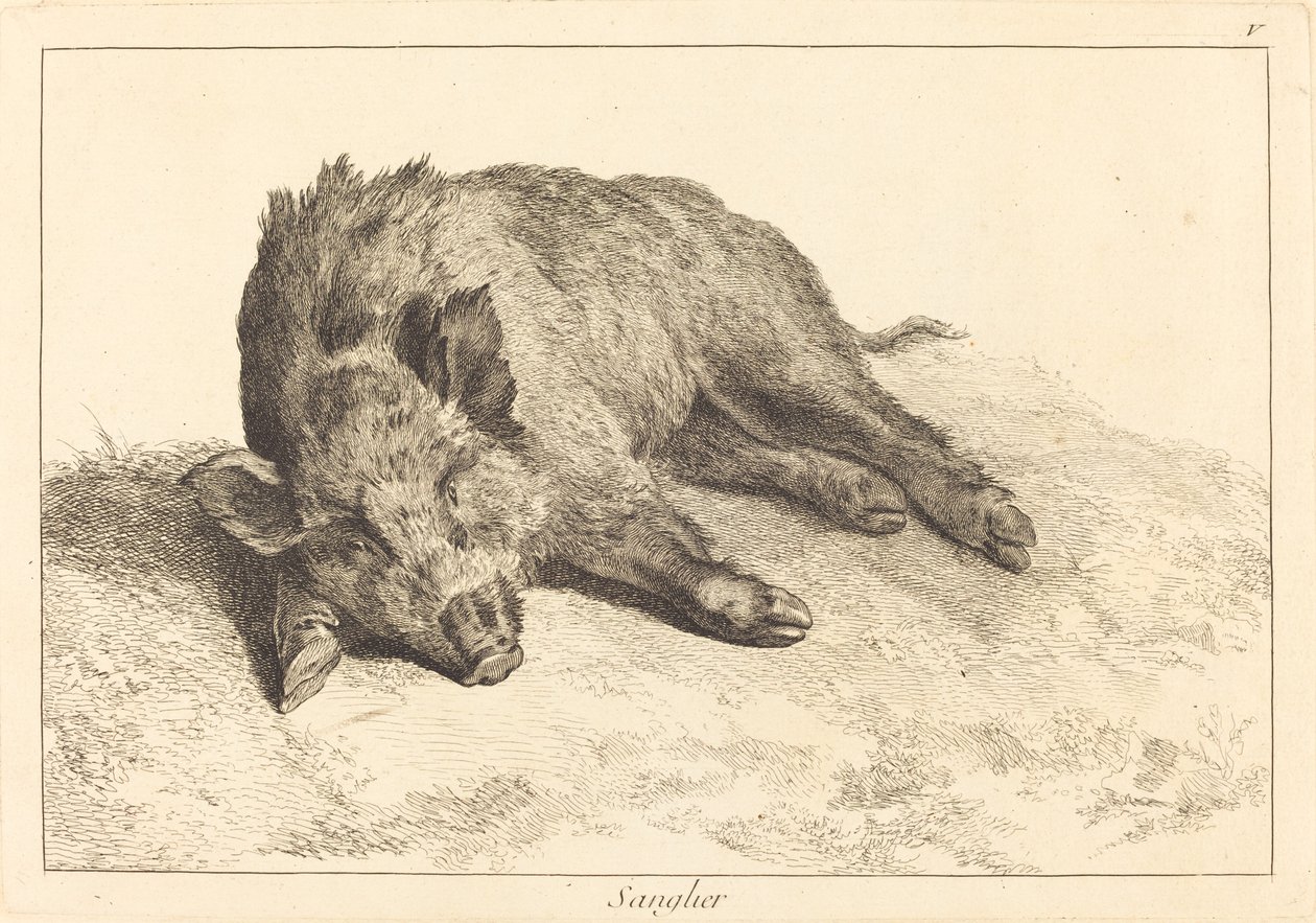 Wildschwein liegend, Kopf nach links (Sanglier) von Jacques Philippe Le Bas and Jean Eric Rehn after Jean Baptiste Oudry