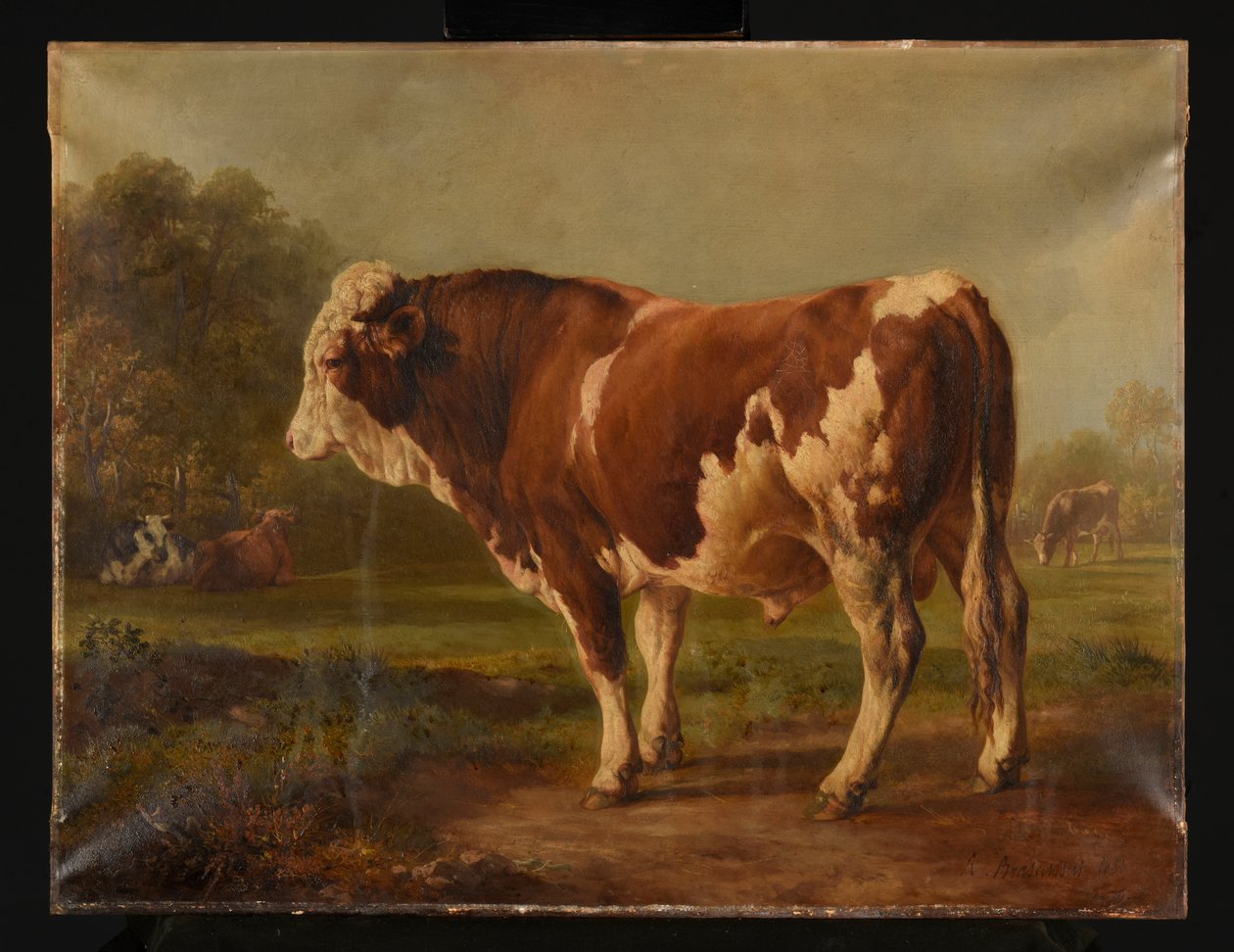Junger Stier von Jacques Raymond Brascassat