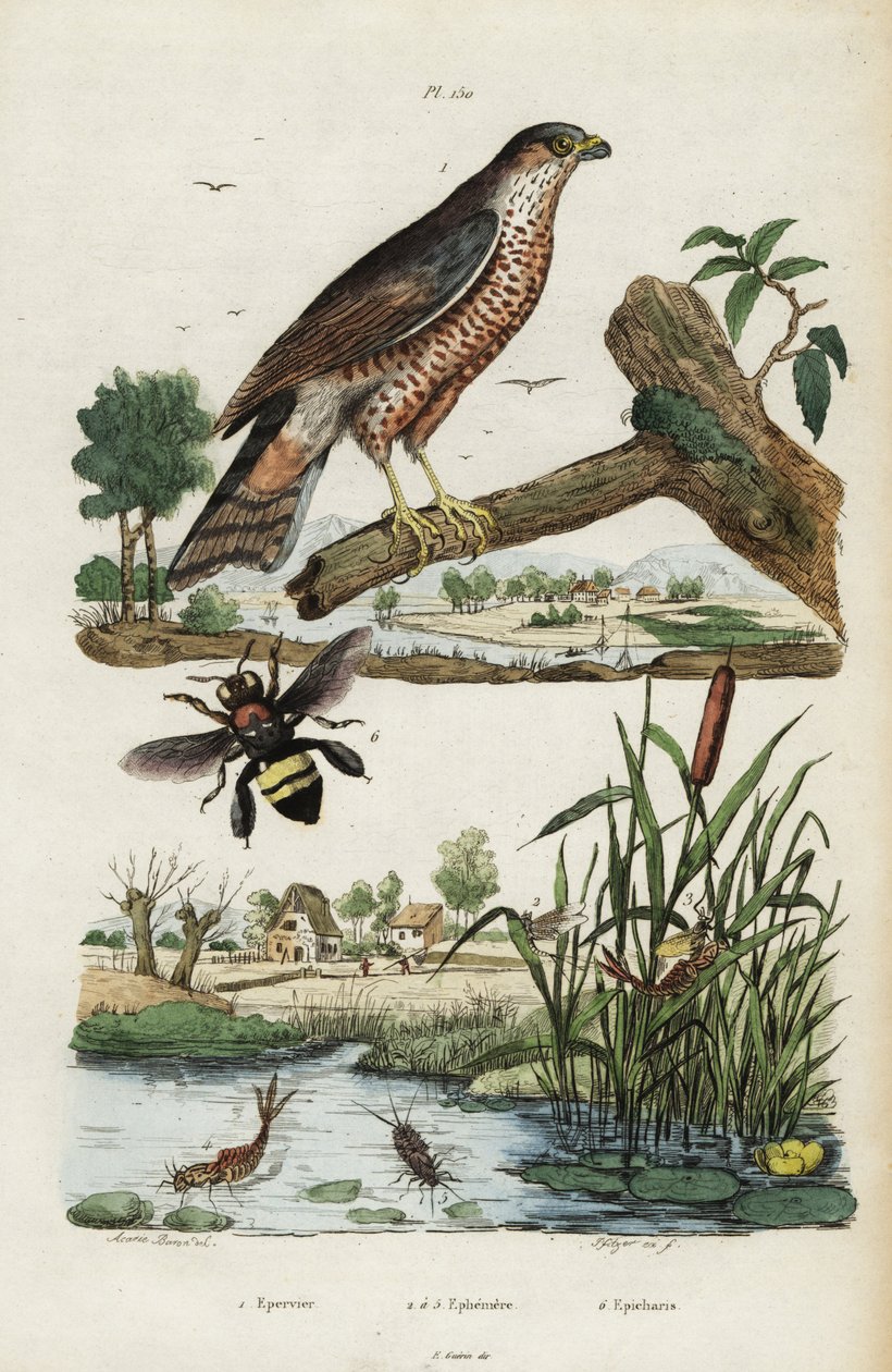 Sperber, Eintagsfliege und Biene, 1834-1839 (Gravur) von Jacques Reyne Isidore Acarie-Baron