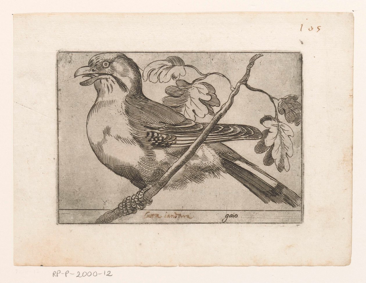 Eichelhäher von Jacques de Fornazeris (possibly)