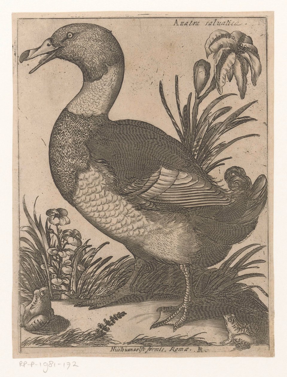 Ente von Jacques de Fornazeris